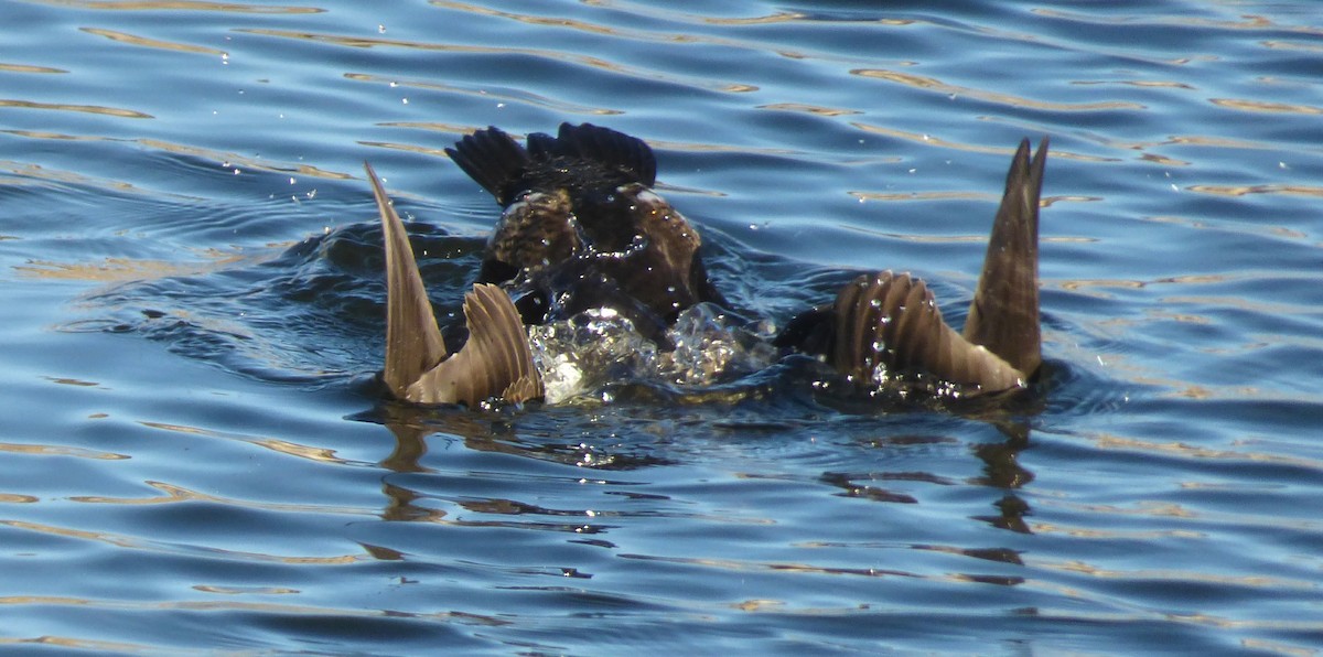 King Eider - Laurie Koepke