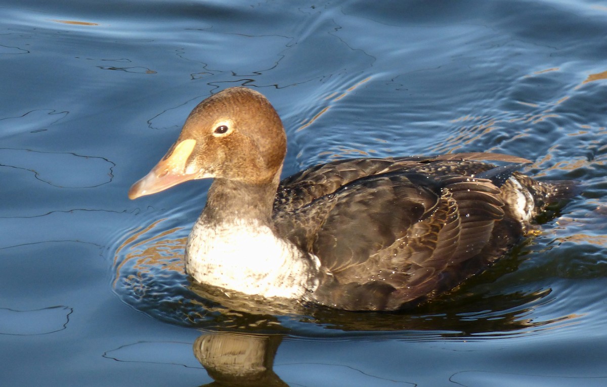 King Eider - ML21561051