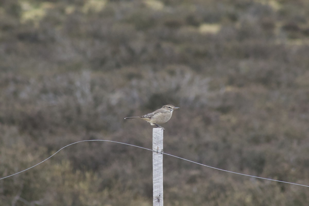 Gray-bellied Shrike-Tyrant - Juanjo Soto Sanhueza