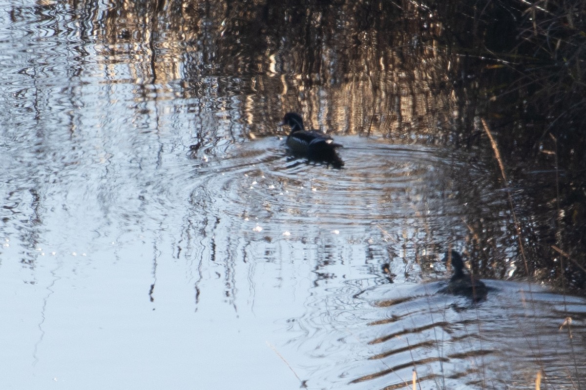 Wood Duck - ML215611561