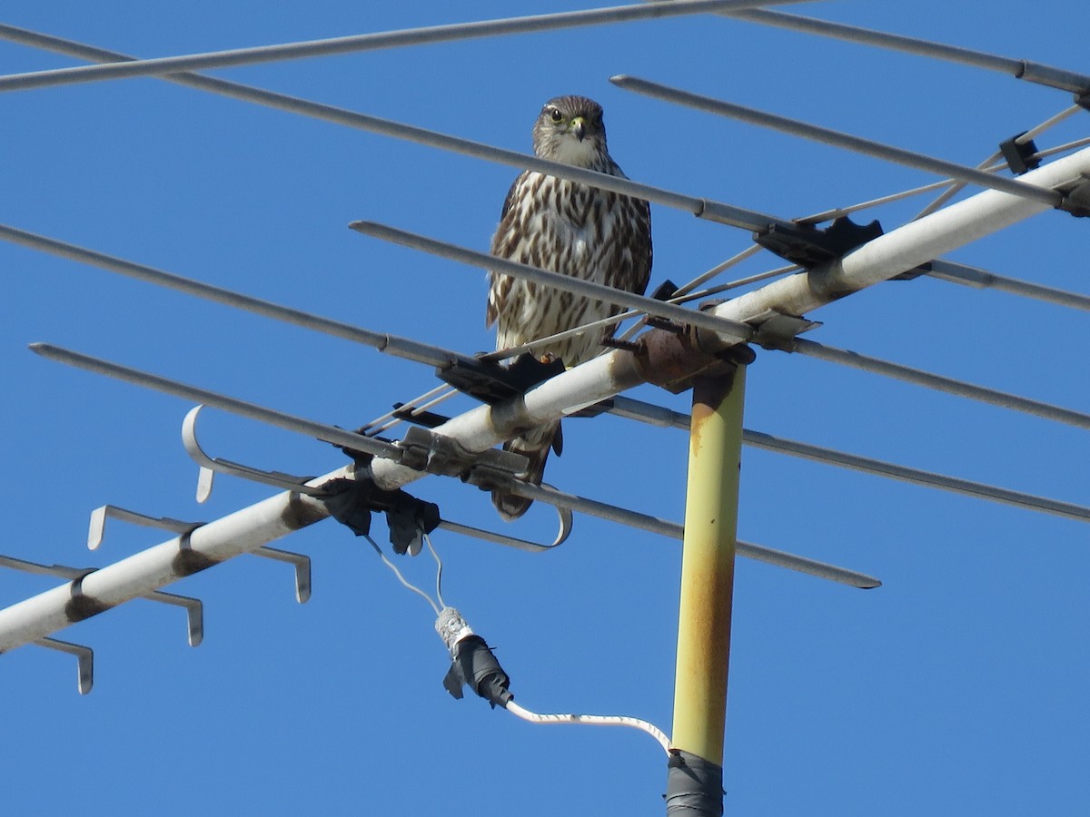 Хайргууна шонхор - ML215611741