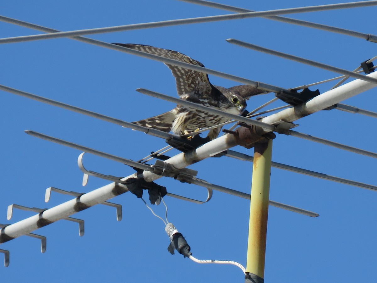 Хайргууна шонхор - ML215611761