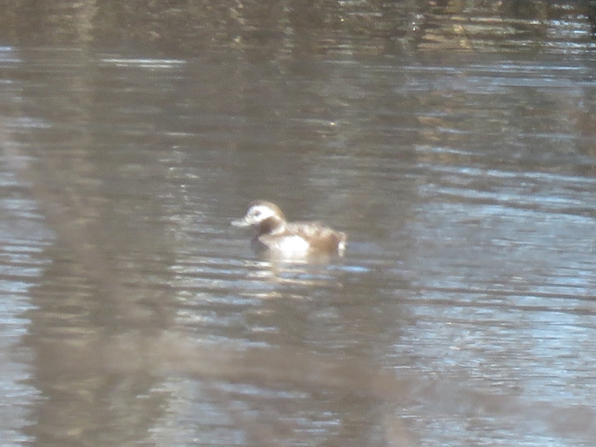 Мөнгөлөг шунгаахай - ML215611811