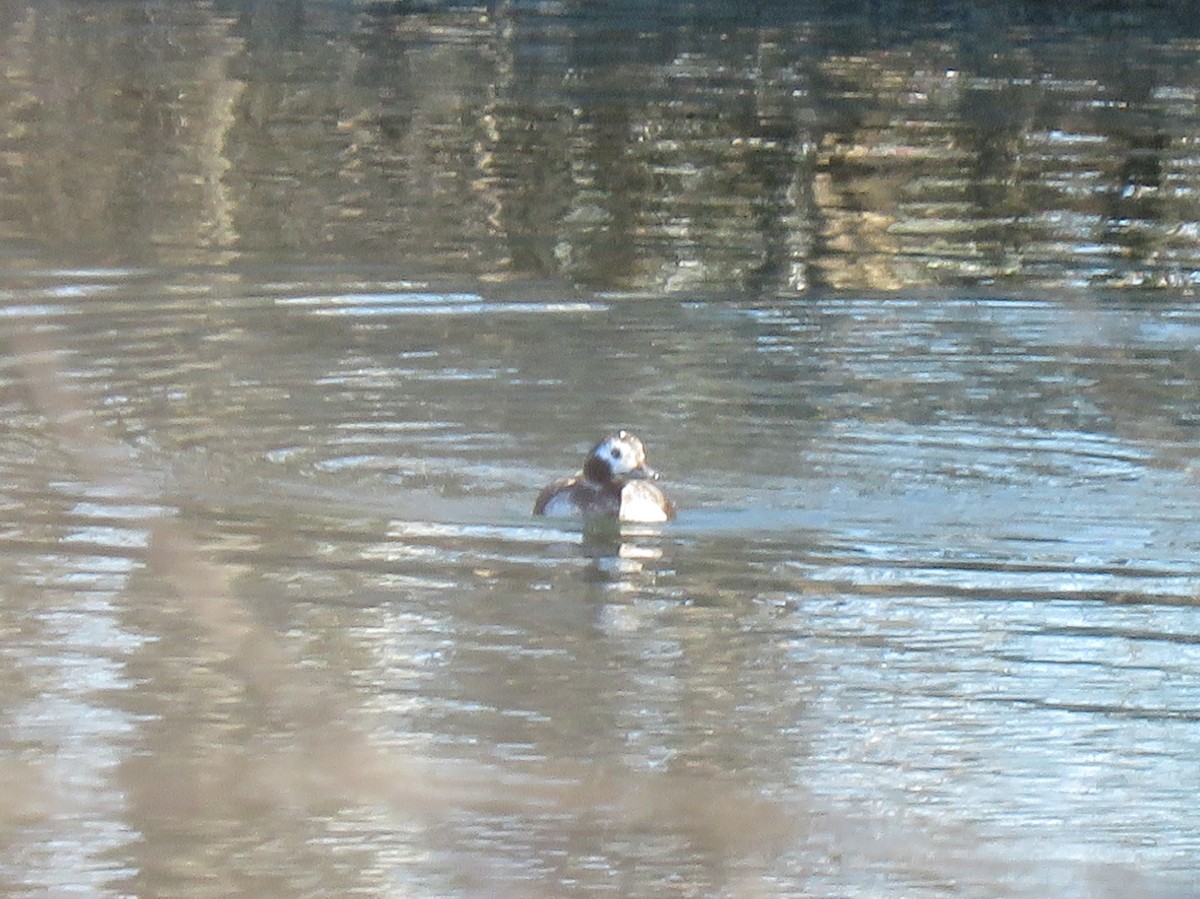 Мөнгөлөг шунгаахай - ML215611831