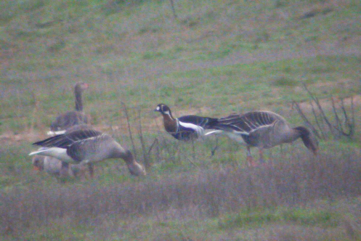 Red-breasted Goose - ML215612781