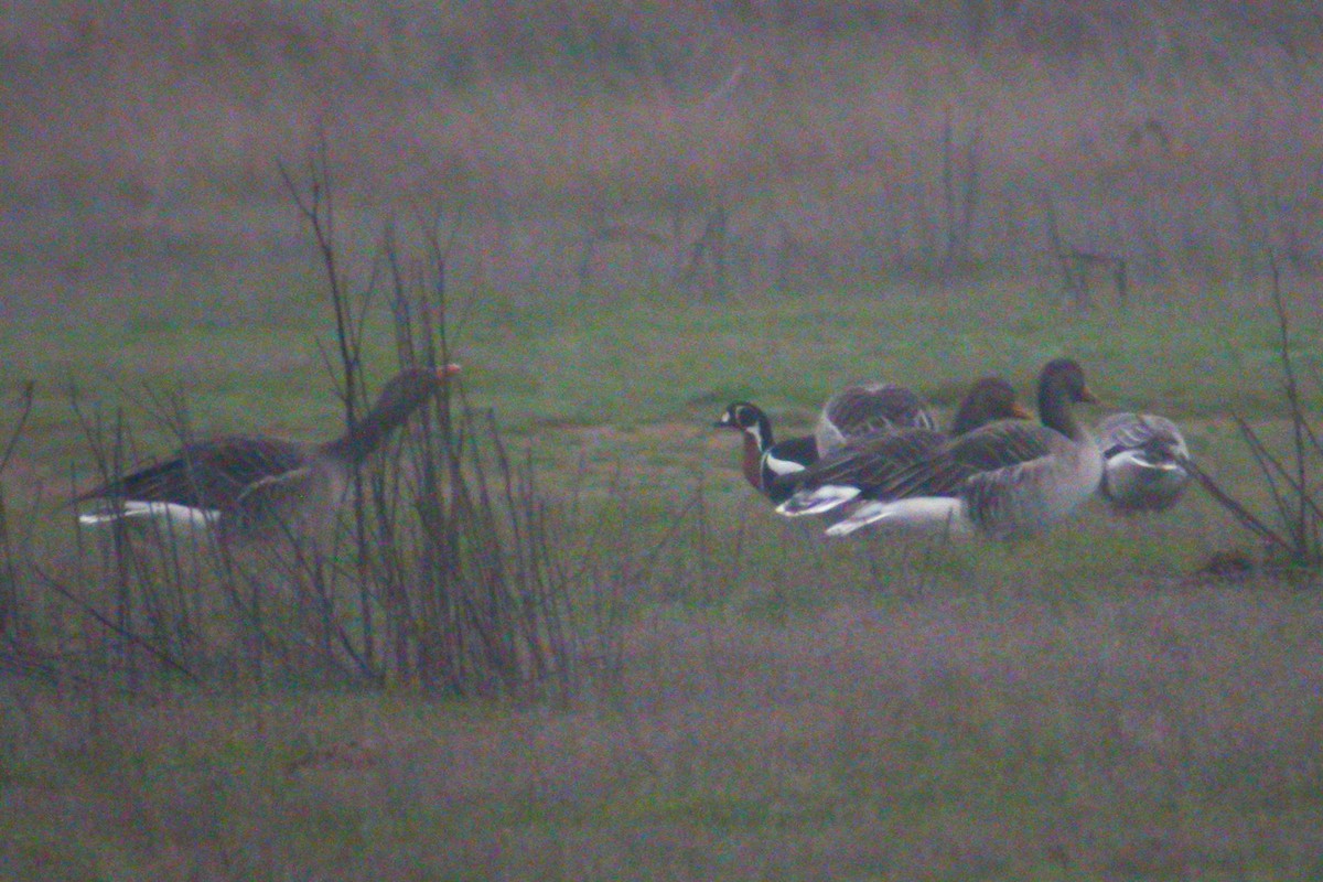 Red-breasted Goose - ML215612821