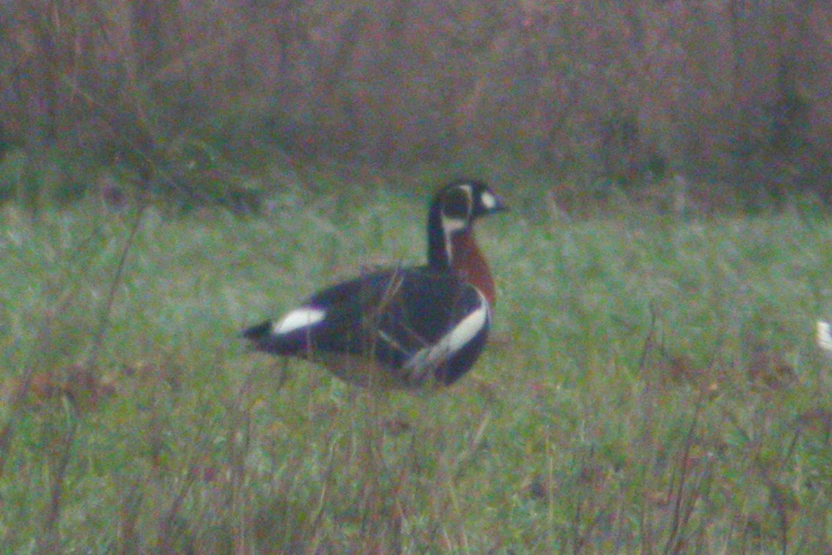 Red-breasted Goose - ML215612841