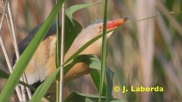 Little Bittern - ML215614051