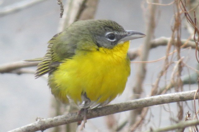 Yellow-breasted Chat - ML215614061
