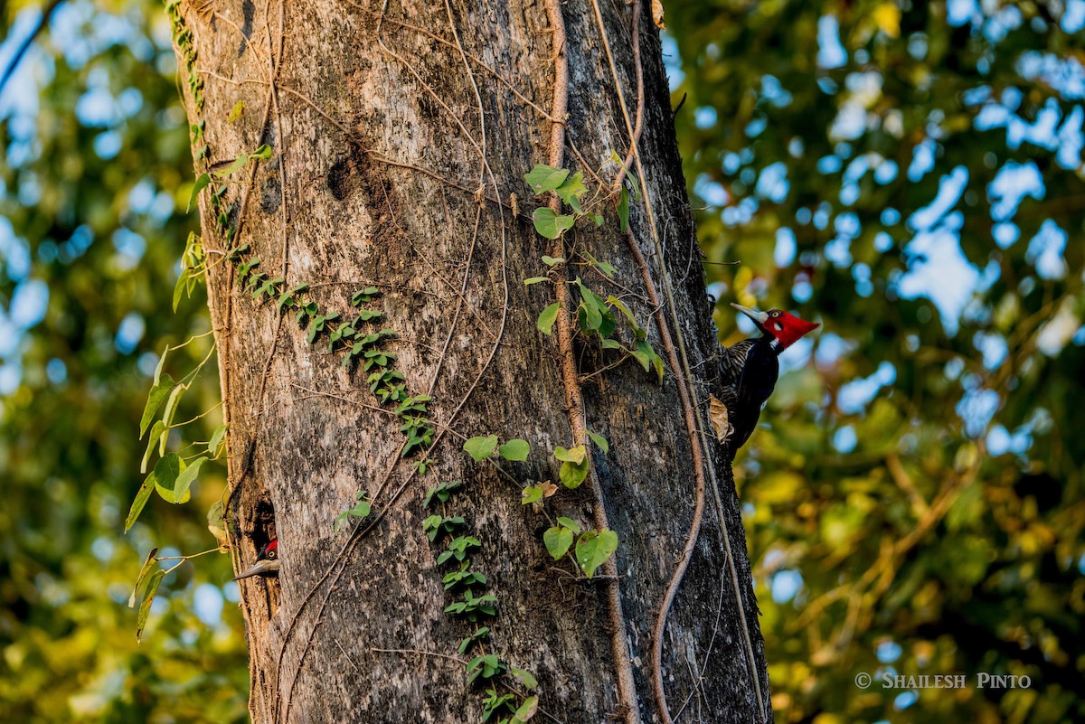 Crimson-crested Woodpecker - ML21561551