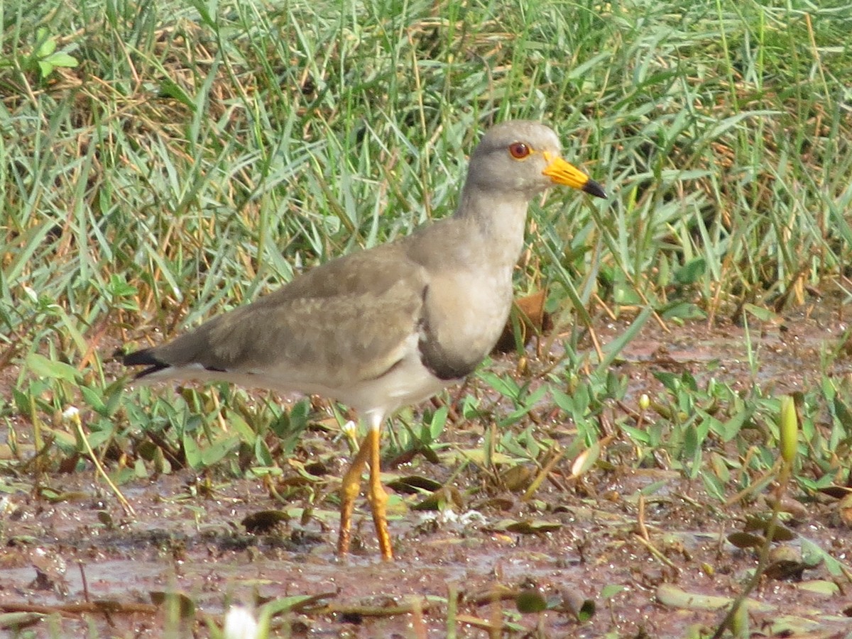 Gray-headed Lapwing - ML215617841