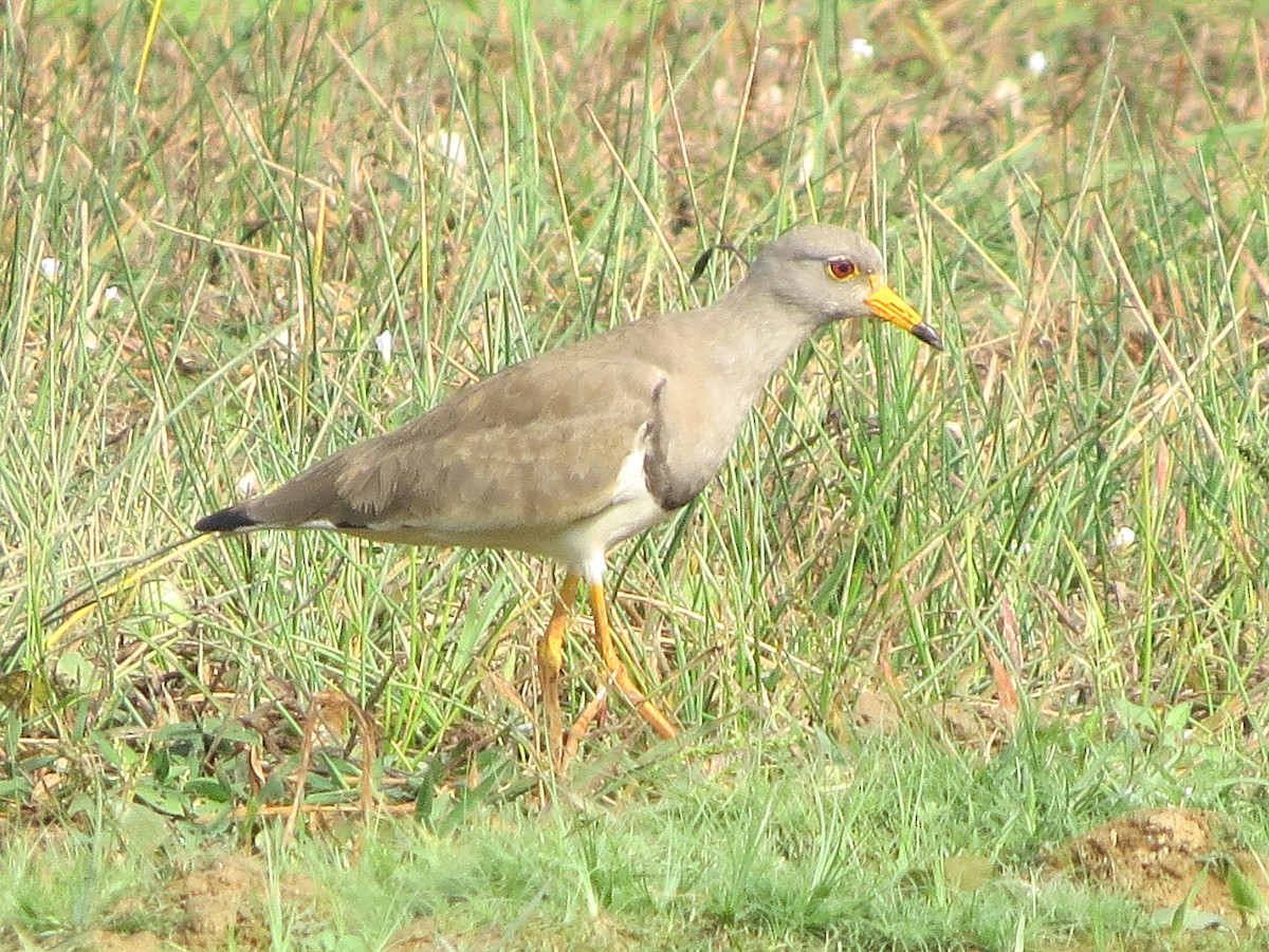 Gray-headed Lapwing - ML215617871