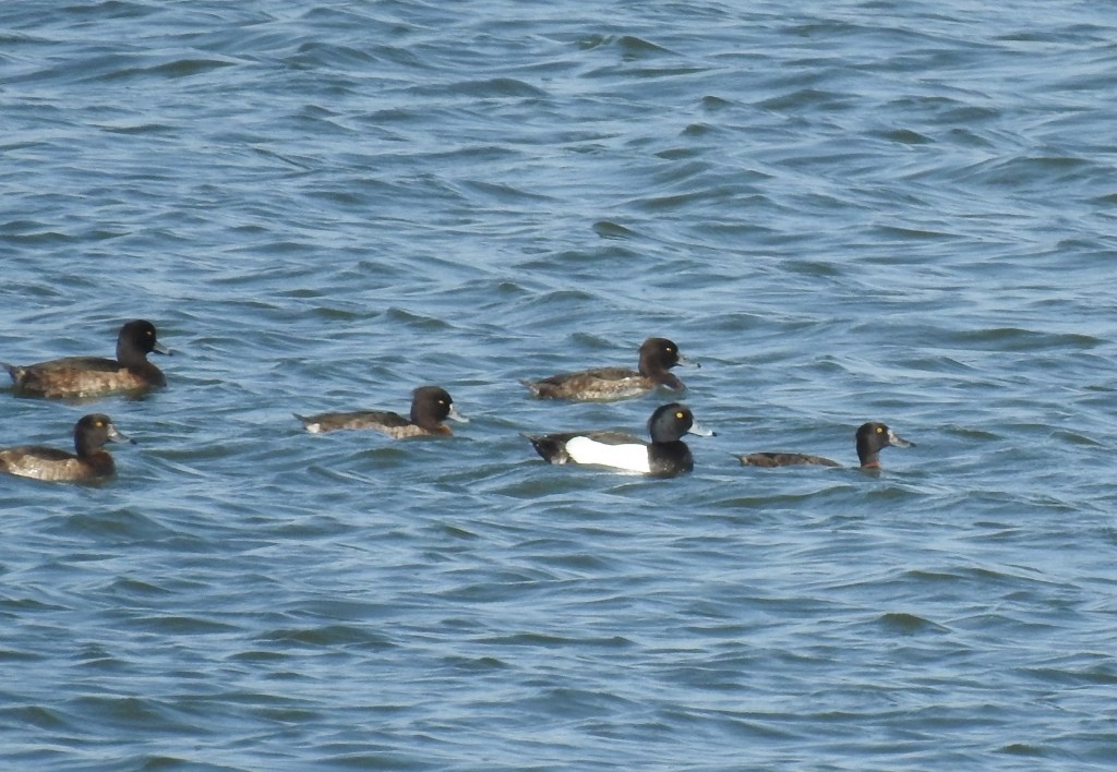 Tufted Duck - ML215617891