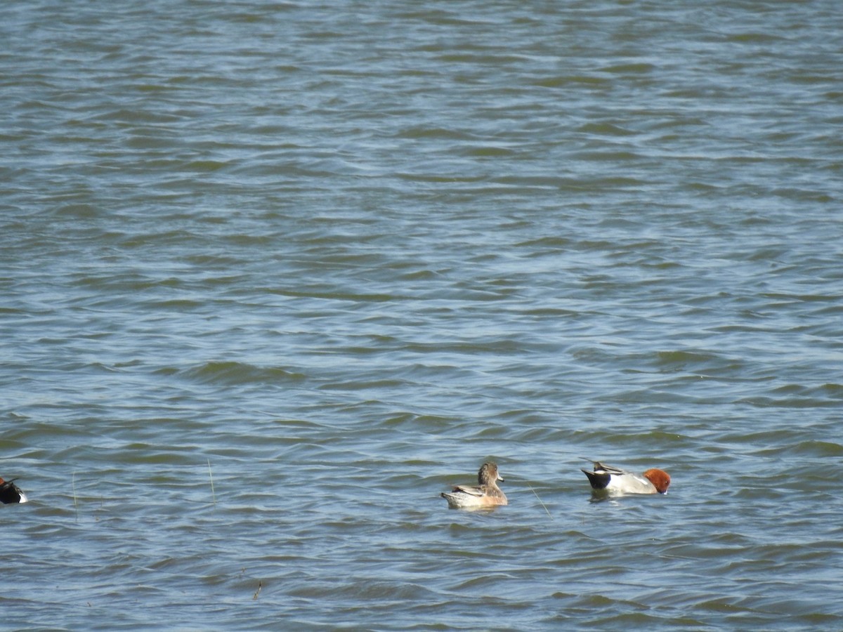 Eurasian Wigeon - ML215617921