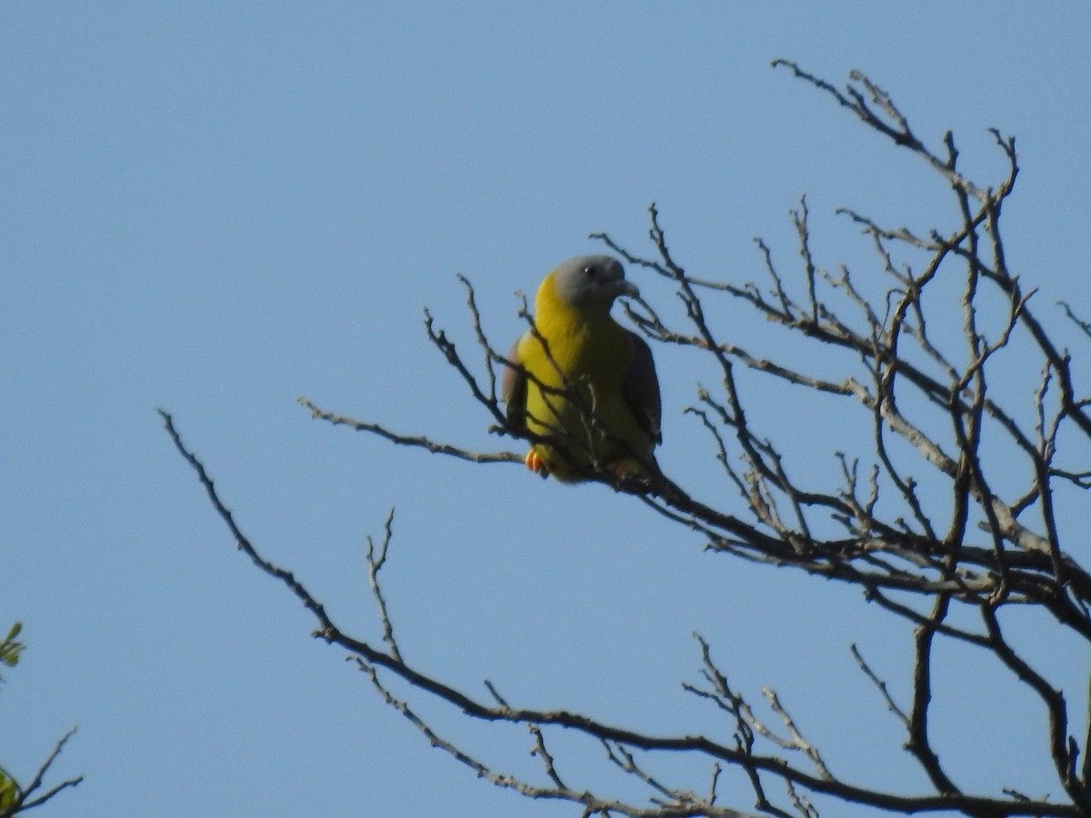 Yellow-footed Green-Pigeon - ML215617951