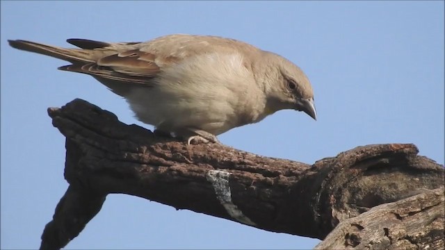 Yellow-throated Sparrow - ML215617981