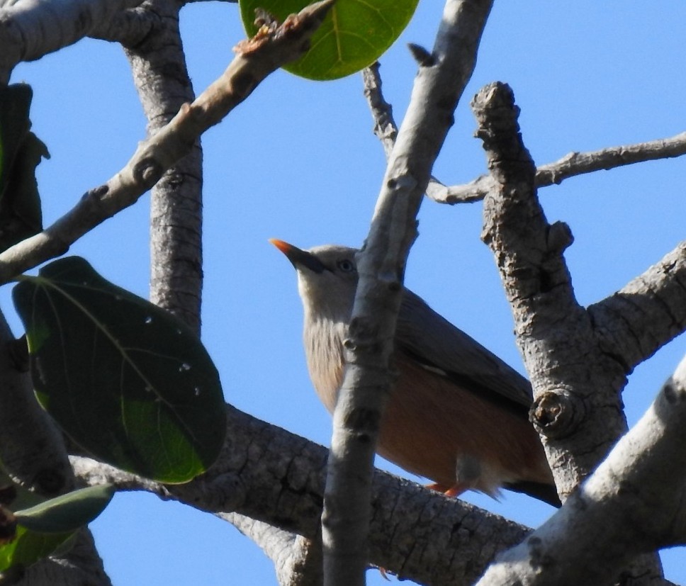 Chestnut-tailed Starling - ML215618221