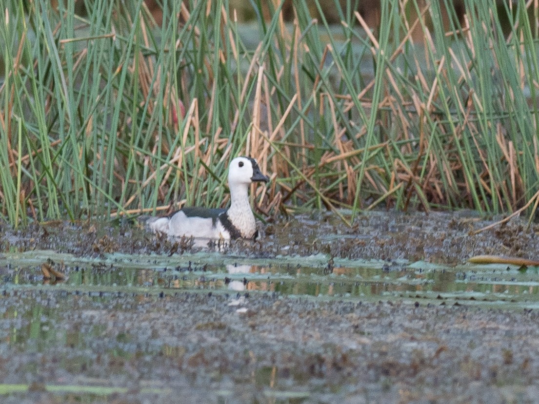 Cotton Pygmy-Goose - ML215618511