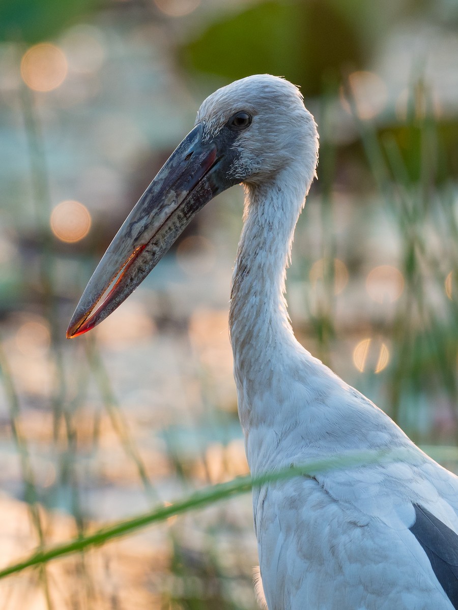 Asian Openbill - ML215618571