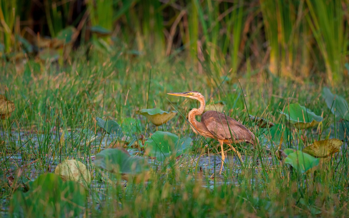 Purple Heron - ML215618581