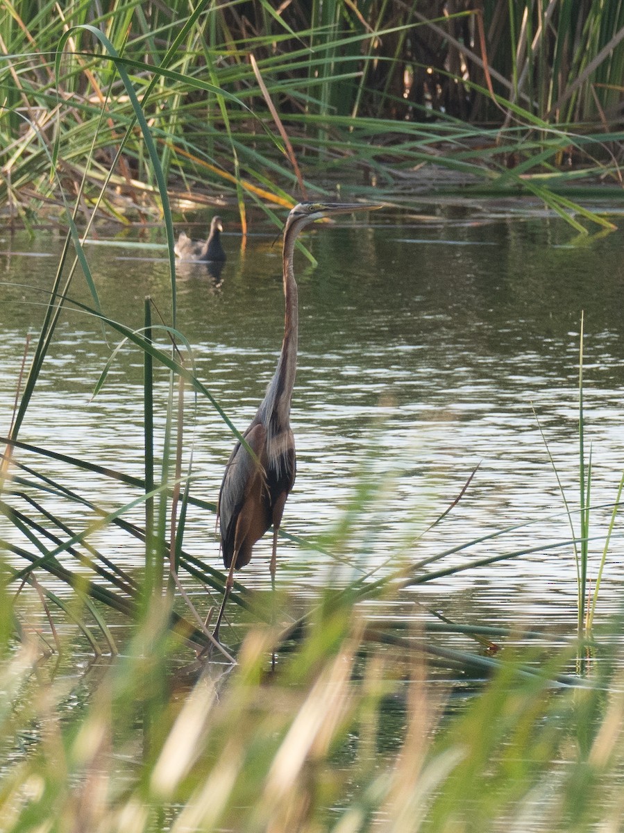 Purple Heron - ML215618681