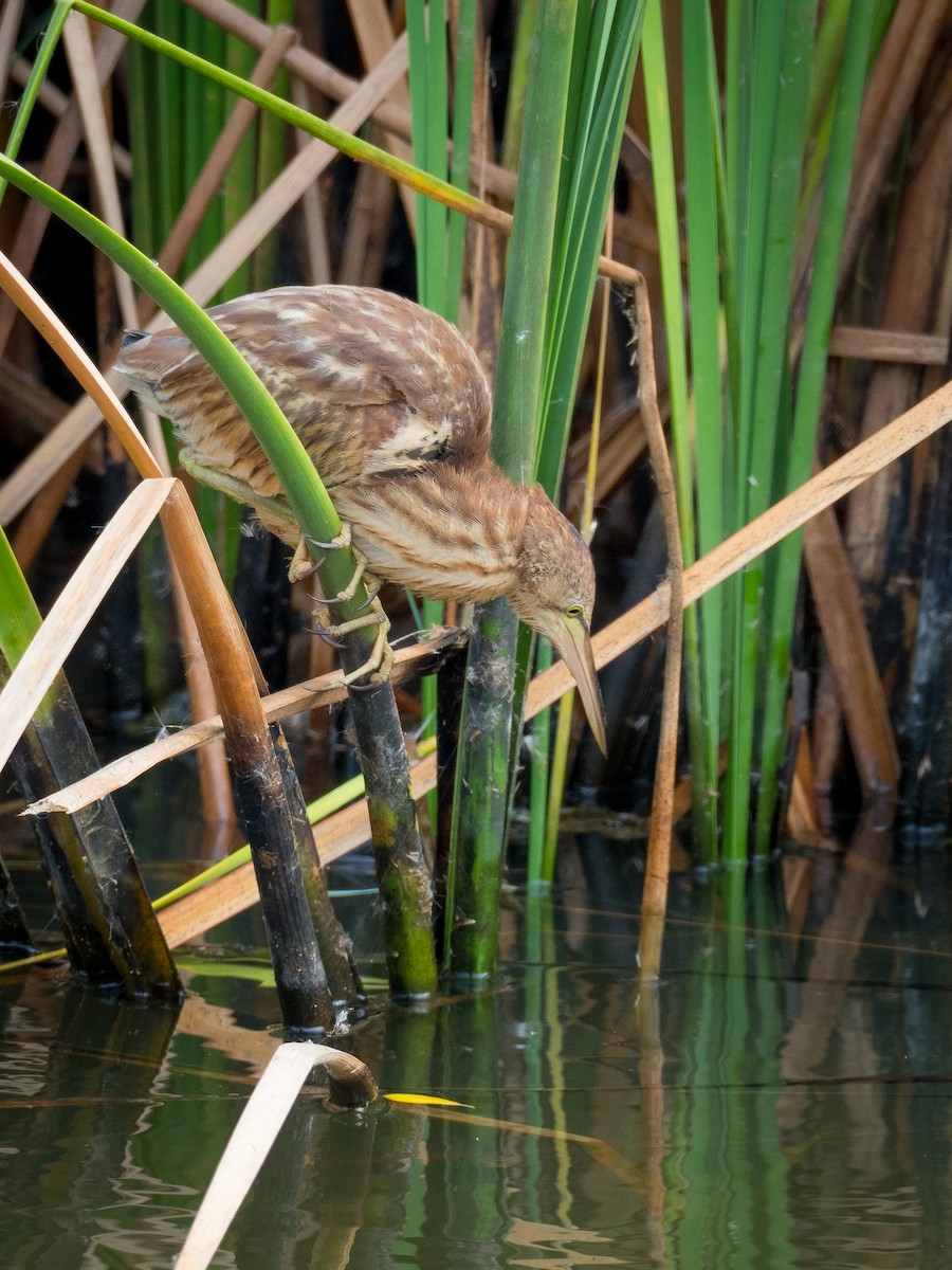 Yellow Bittern - ML215618761