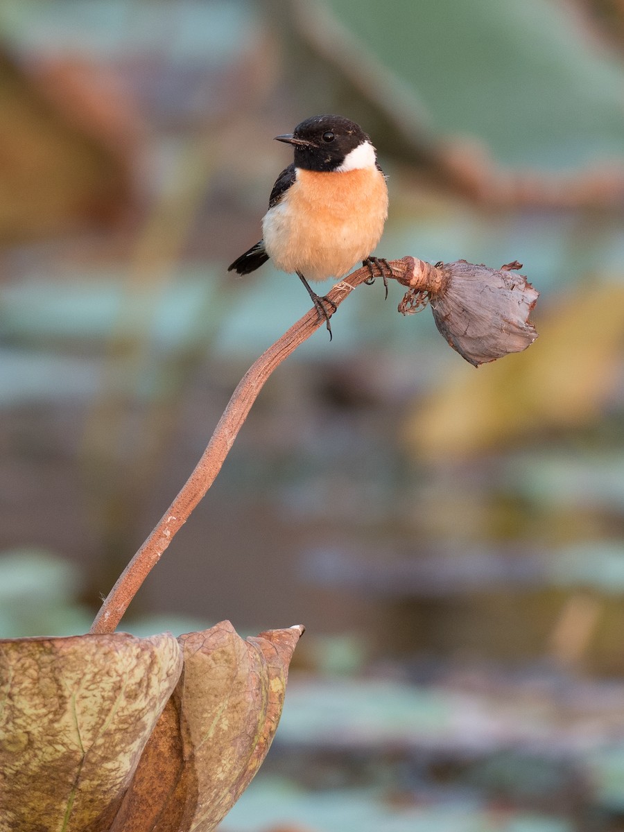 Amur Stonechat - ML215619011