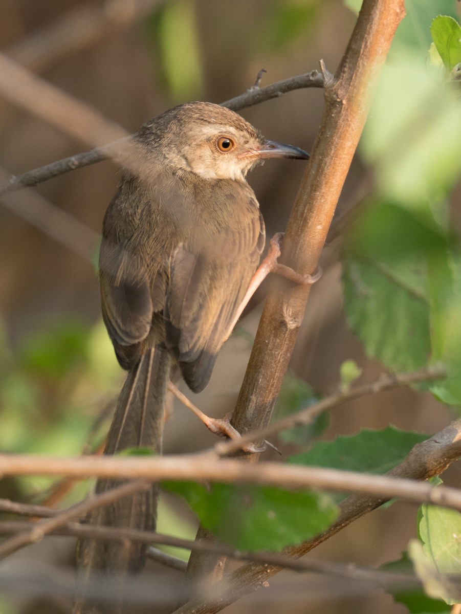 Plain Prinia - ML215619051