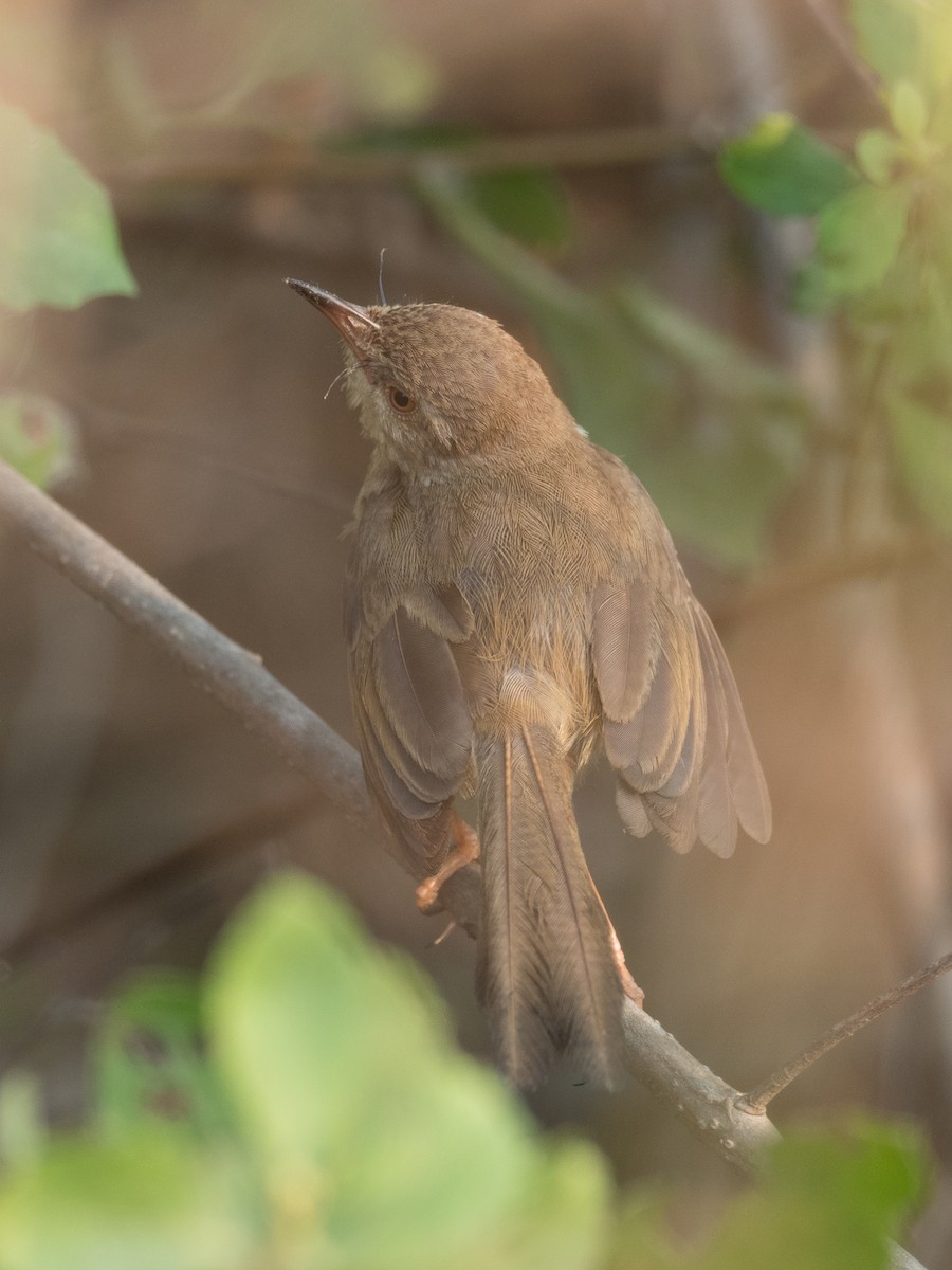 Plain Prinia - ML215619061