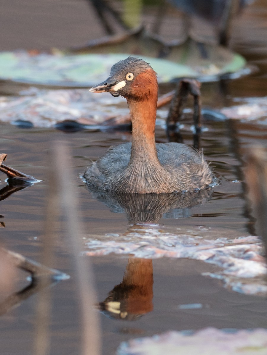 Little Grebe - ML215619201