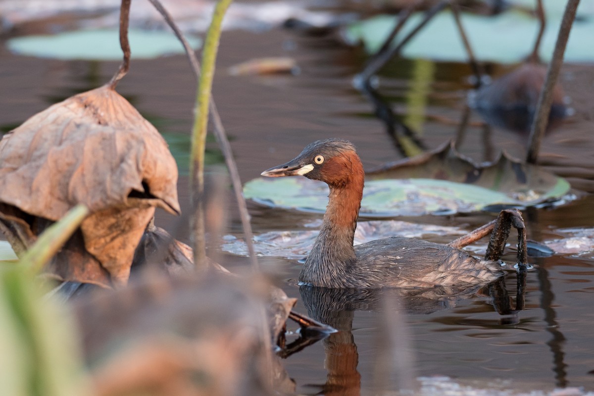 Little Grebe - ML215619211