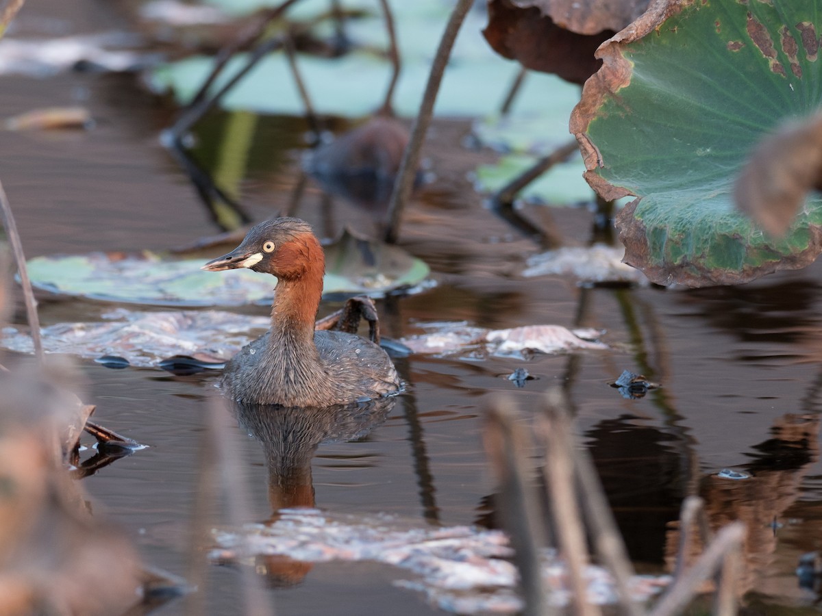 Little Grebe - ML215619221