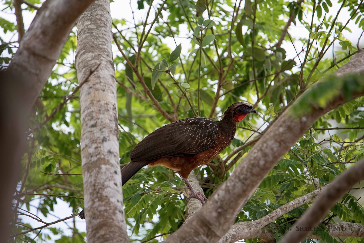 Chestnut-bellied Guan - Shailesh Pinto