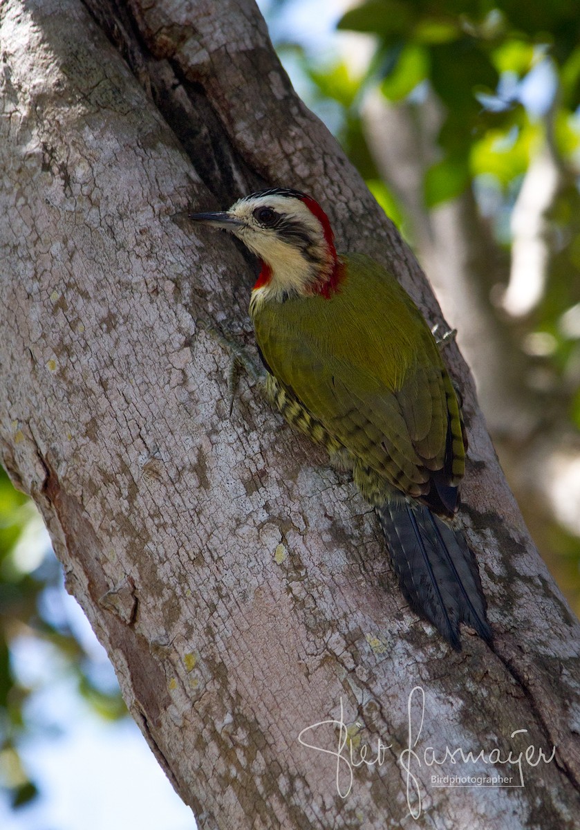 Cuban Green Woodpecker - Piet Grasmaijer