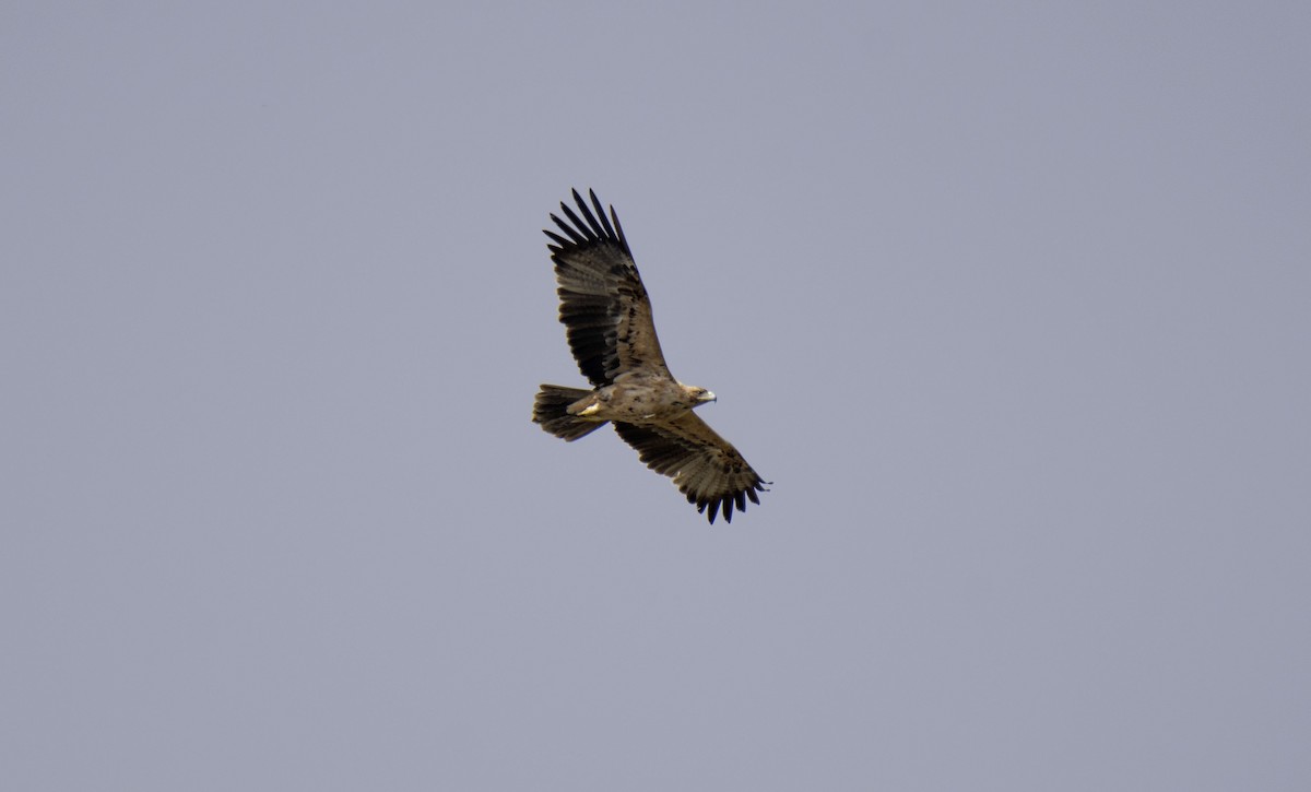 Spanish Eagle - Antonio Ceballos Barbancho