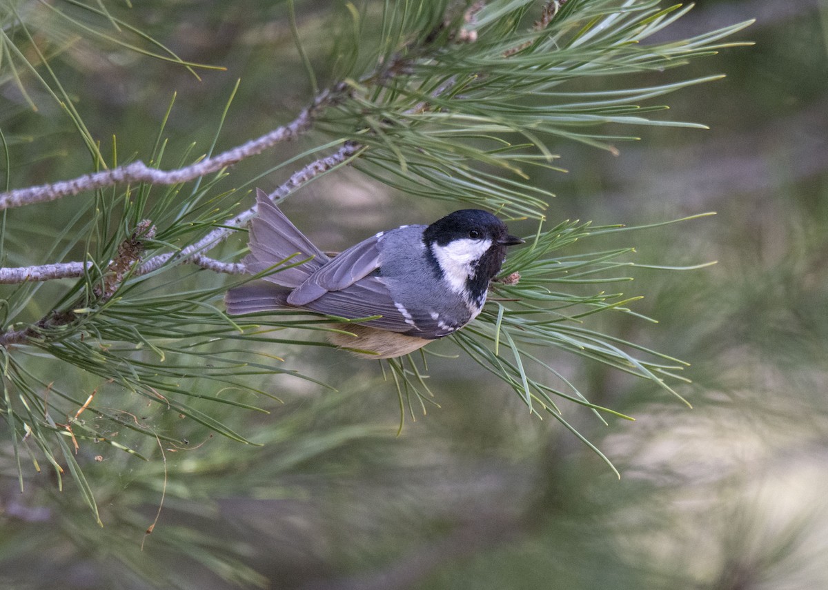 Coal Tit - ML215620221