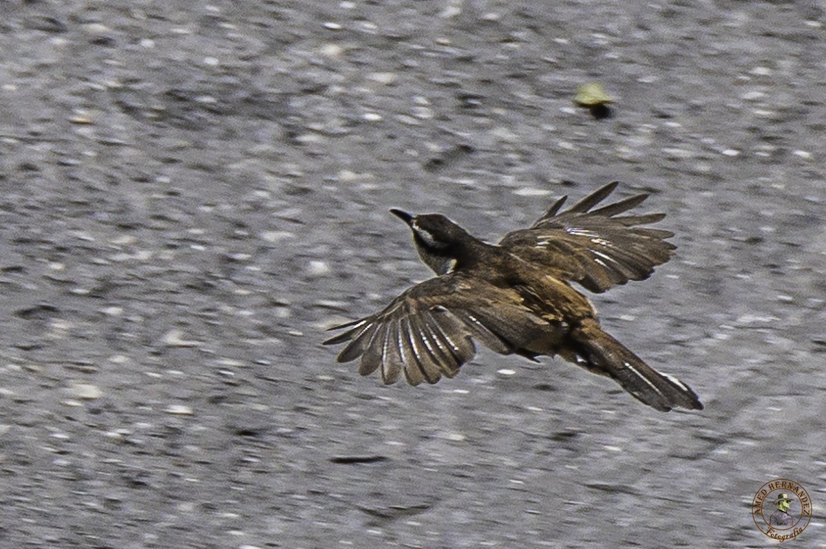 Bicolored Wren - ML215622611