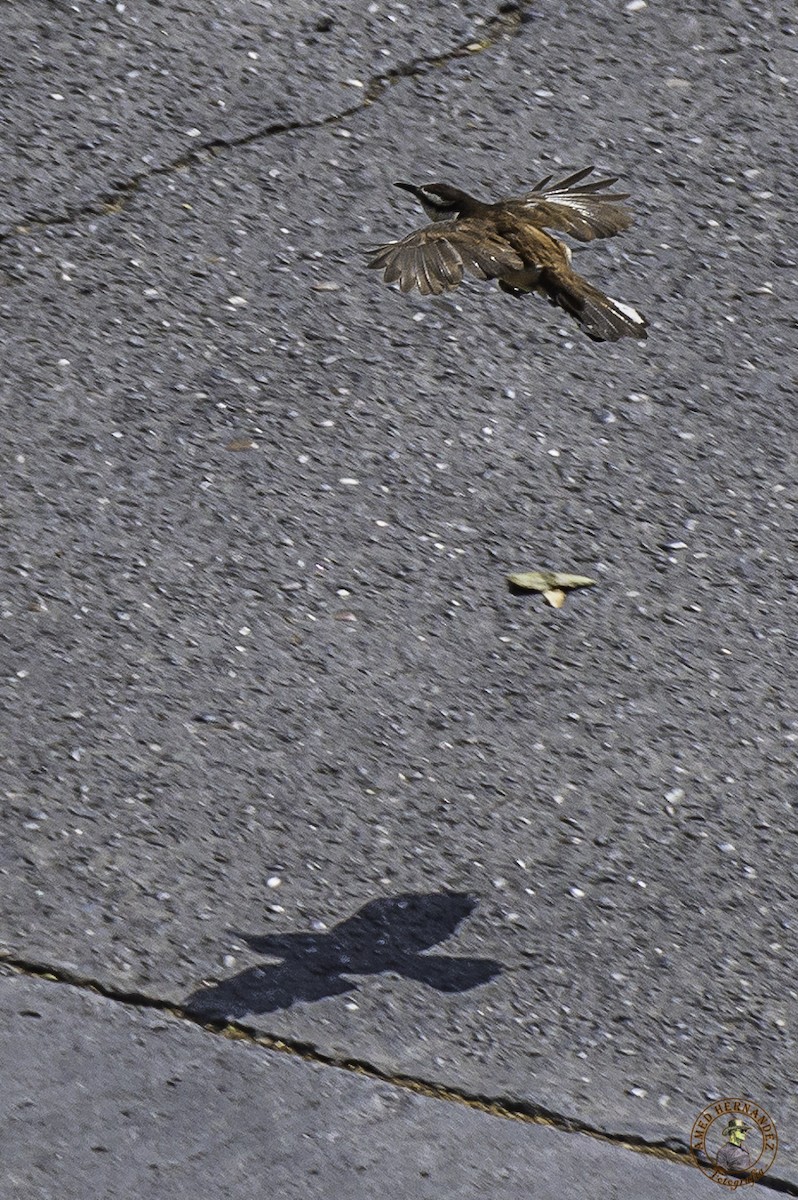 Bicolored Wren - ML215622671