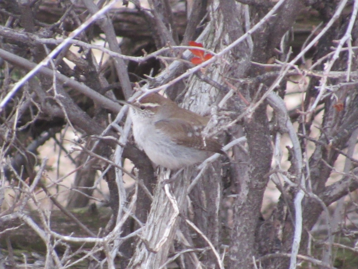 Bewick's Wren - ML215624301