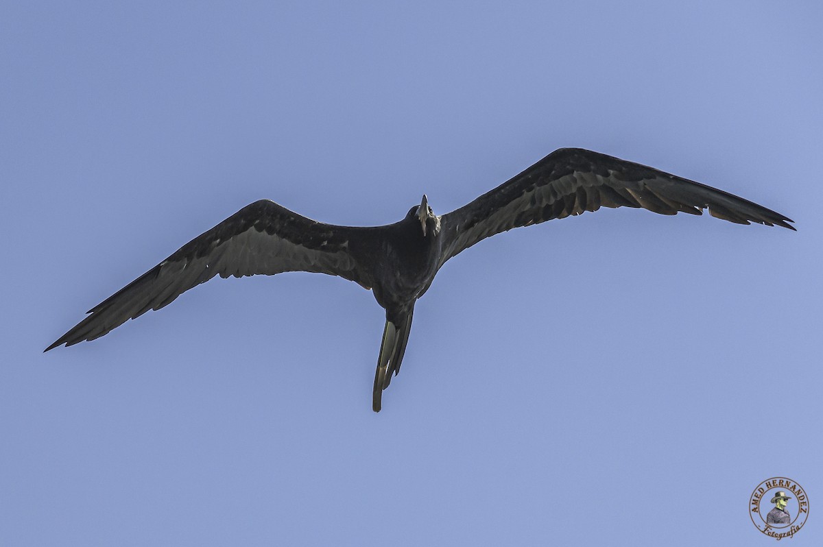 Magnificent Frigatebird - Amed Hernández