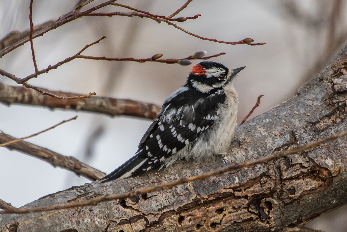 Downy Woodpecker - Frank King