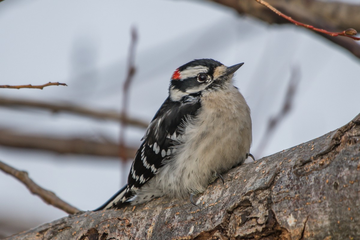 Downy Woodpecker - Frank King