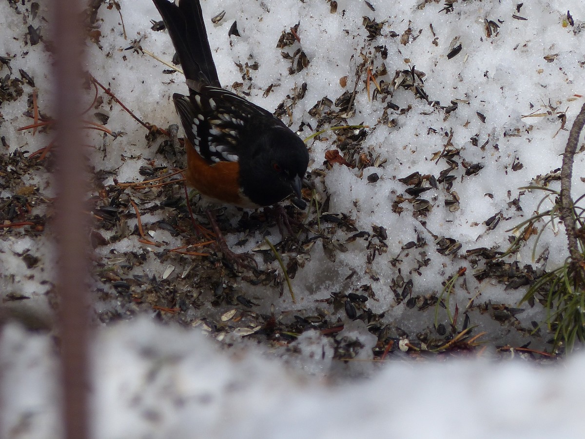 Spotted Towhee - Sally Brady