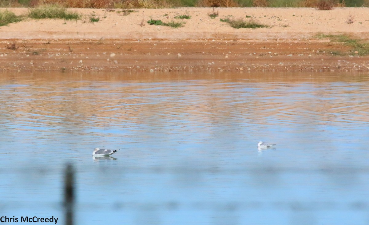 California Gull - ML21563021