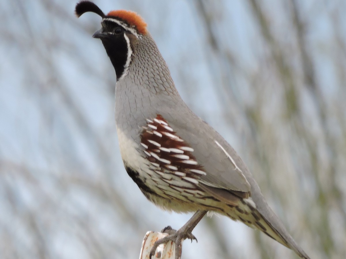 Gambel's Quail - ML215631591