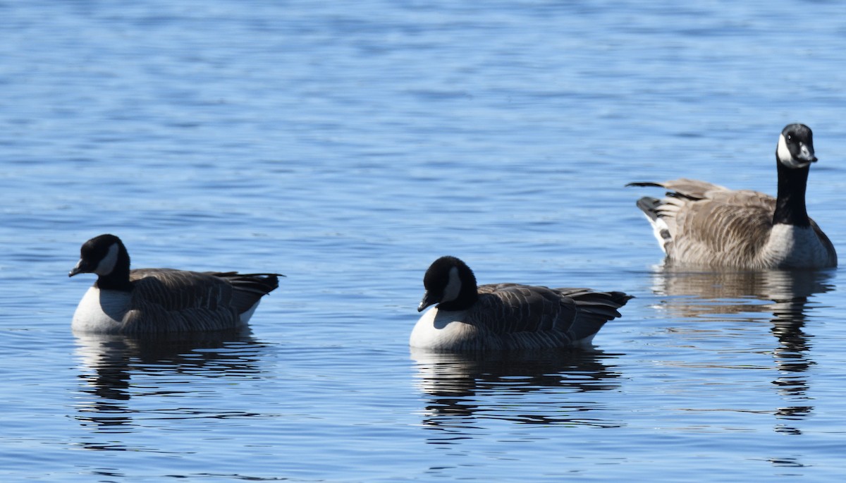 Cackling Goose - Matthew Garvin