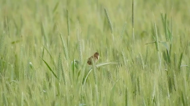 Zitting Cisticola - ML215636221