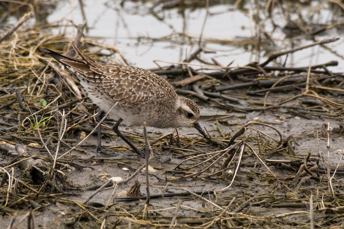 American Golden-Plover - Michael Pelc