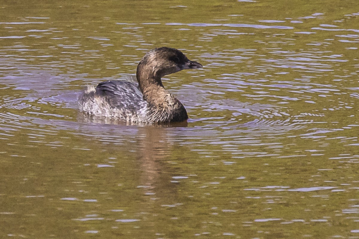 Pied-billed Grebe - ML215636911