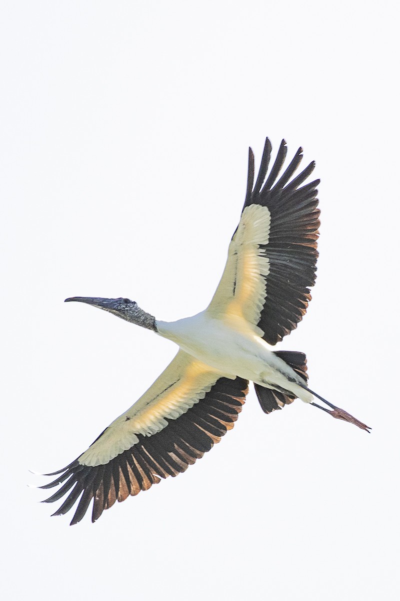 Wood Stork - Paul Thomas